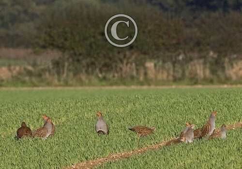 Covey Grey Partridges 2